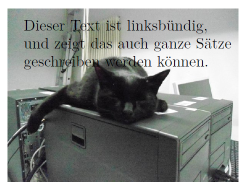 Poolkatze mit Text