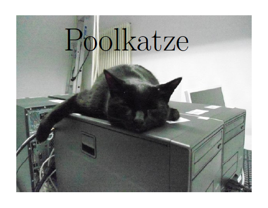 poolkatze